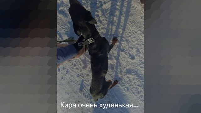 Спасение Киры