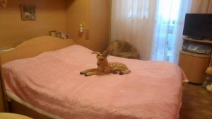 КУПИЛИ ПОКРЫВАЛО,ГОТОВИМ ПИЦЦУ И ХОЛОДЕЦ В СОЧЕЛЬНИК