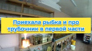 Приехала рыбка и про трубочник в первой части