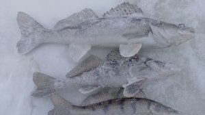 Хищник капризничает. Отчёт о рыбалке 7.01.26