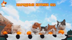 Нарядные Котики расслабляются на солнышке 🌞 🐈🐈🐈 (422)
