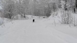 Канадский волк - гибрид. Рождество 2026