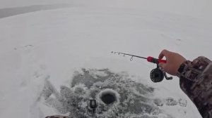 Нахер дорогие вибы. Все поклёвки с ударом. Волга, 2025- 2026. Судак, берш на блесну-самоделку.