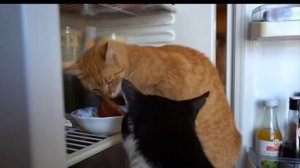 СМЕШНЫЕ ЖИВОТНЫЕ ОДНИ ДОМА! КОТИКИ МАЛЫШ и МУРКА ПОЮТ ПЕСНЮ! КОТ ЗАЛЕЗ В ХОЛОДИЛЬНИК