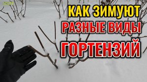 Что нужно разным видам гортензии для хорошей зимовки? Метельчатая, древовидная и крупнолистная