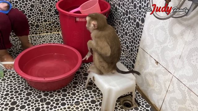 Как правильно мыть обезъяну смотреть онлайн