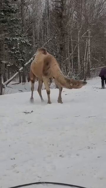 Душа поет, ногам покоя не дает. смотреть онлайн