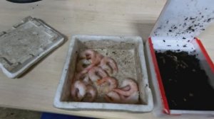 Проверка удочек. 33 день. К