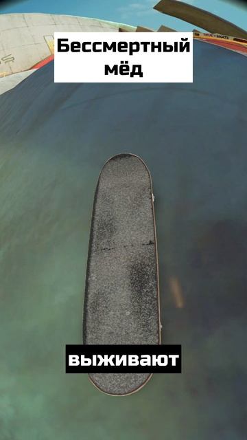 Бессмертный мёд смотреть онлайн