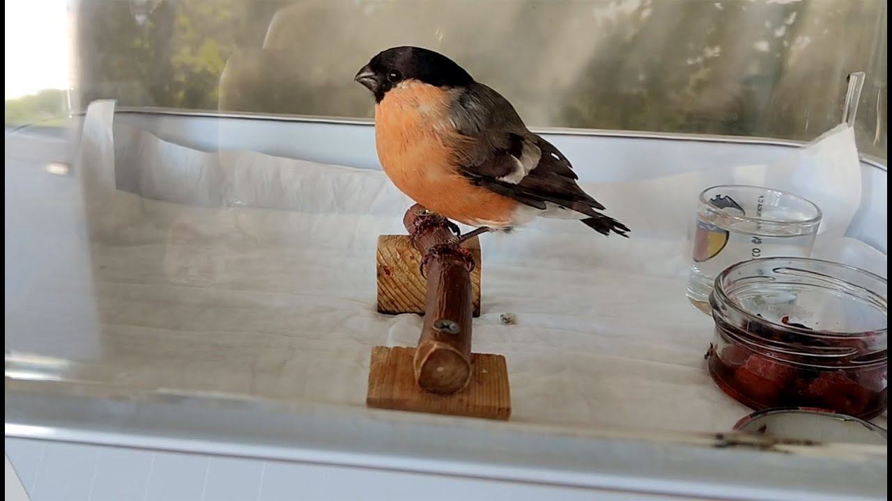 АНАСТАСИЯ. Снегирь Демьян идёт на волю! смотреть онлайн