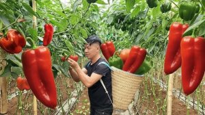 Сбор урожая болгарского перца и везу на рынок, чтобы продать и купить подарки для матери и ребенка