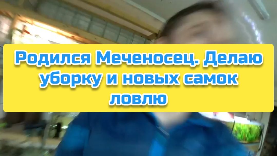 Родился Меченосец. Делаю уборку и новых самок ловлю смотреть онлайн