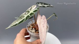 Обзор растения. Наблюдаем за ростом. Новые листья. Алоказия Бамбино пинк вар