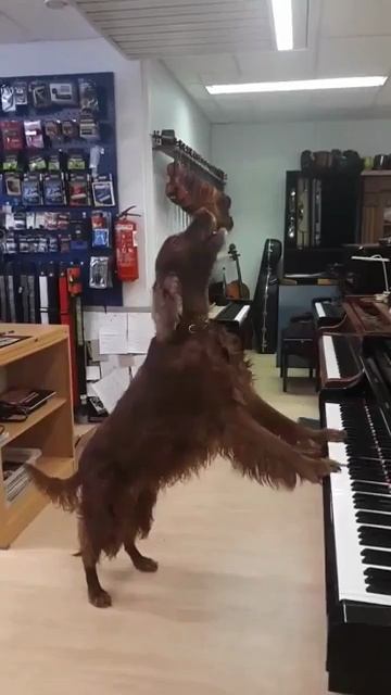 Хорошо поет смотреть онлайн