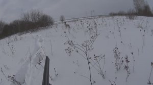 охота на зайца с эстонской гончей