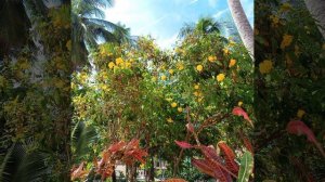 Вьетнам с музыкой.