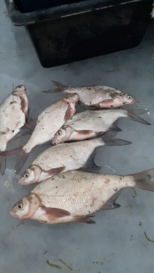 По тонкому льду за крупной рыбой !  Маныч. 3 января.2026 г.  Ейские рыбаки. От Юрия Философа