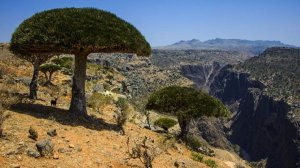 С острова Сокотра в Джидду запустят еще два коммерческих рейса