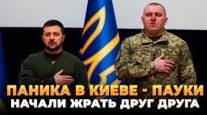 Паника в Киеве - Пауки начали жрать друг друга