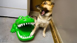 ПОПРОБУЙТЕ НЕ СМЕЯТЬСЯ 😂 Подборка смешных провалов🤭 ЛУЧШИЕ ПРИКОЛЫ 2025 года #2