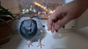 Грозный голубь дерется