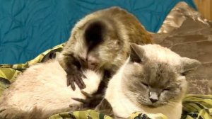 Финик стал просто НЕУПРАВЛЯМЫМ, он ТЕРРОРИЗИРУЕТ ВСЕХ, кроме Николь!))