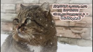 ДНЕВНИК лесного кота БАРСИКА: «В канун Рождества!»  - 6 января 2026 года