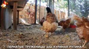 Куриная рутина – что делают куры на выгуле 😂 эпизод (106)