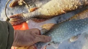 Зимняя Рыбалка На Сети/Подледный Лов Сетями!