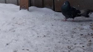 07.01.2026г.сплошные Донецка в подмосковье