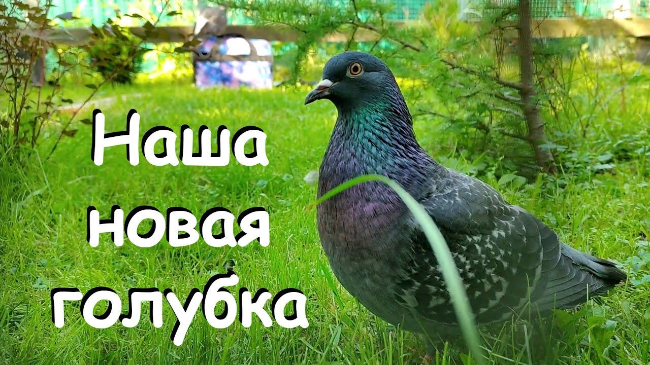 АНАСТАСИЯ. Голубка Василиса и наш парк голубиного периода смотреть онлайн