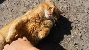 Кошки летние