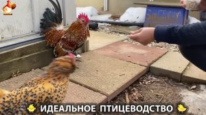 Идеальное птицеводство достойно восхищения 🐓🦆🦢🦚🦃🐔 эпизод (435)