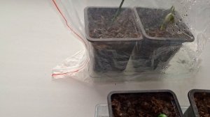 маленький ногоплодник,подокарпус,мармеладное дерево