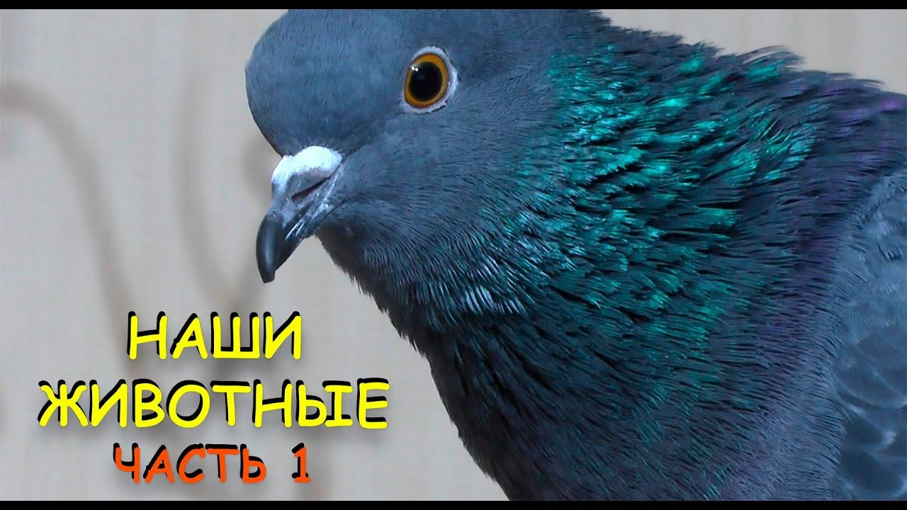 НАШИ ЖИВОТНЫЕ. ЧАСТЬ 1. НОВИЧКИ смотреть онлайн