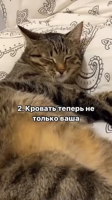 4 заповеди кошатника 😍🥰 смотреть онлайн