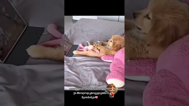 собаки смотреть онлайн