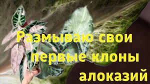 Как правильно размыть клоны алоказий? #алоказии #клоныАлоказий #адаптацияАлоказий