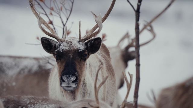 ИСПЫТАНИЕ СЕВЕРОМ/Документальный фильм смотреть онлайн