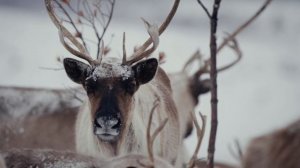ИСПЫТАНИЕ СЕВЕРОМ/Документальный фильм