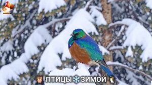 Птицы зимой в лесу 🐦_⬛🦉🦅 видео для отдыха душой 🌲(16)