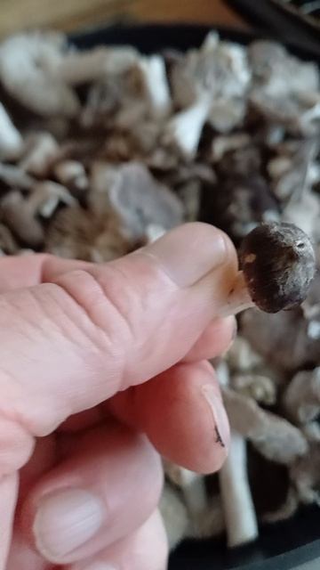 10 ноября 2025г. купил свежие грибы - МЫШАТА... готовим всё для жарки грибов и картошечки. смотреть онлайн