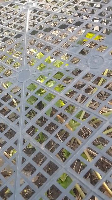 Морозник уже проснулся