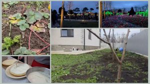 316 НА КУБАНИ ОПЯТЬ ВЕСНА. Дела огородные в январе.  НОВОГОДНИЙ ПАРК ГАЛИЦКОГО.