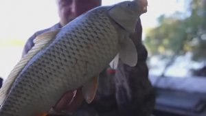 РЫБА НЕ ОТПУСКАЕТ, САЗАН ЕСТ ЖАДНО ЧЕРВЯ. Рыбалка на сазана. Жмых не ест, червя просит.