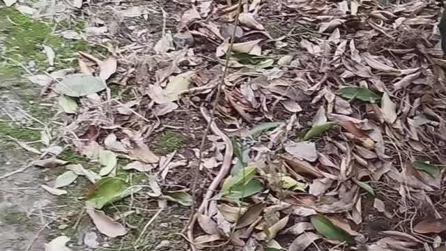 Змея  в январе Абхазия