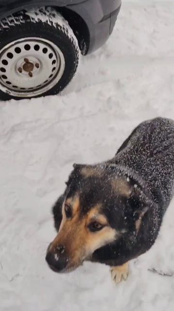 Едим на процедуры 👍 Снегу полно 🥰 #снежныйразгон #массаж #остеопатия смотреть онлайн