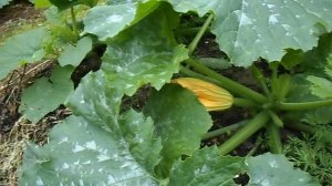 КАБАЧОК МАША ЛУЧШИЙ СОРТ КАБАЧКОВ