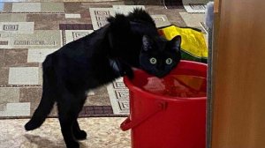 Кошки устраивают полный хаос в течение 30 минут 😹 Смешное видео с кошками 2025