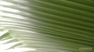 Репьёвка👍🔥🎉